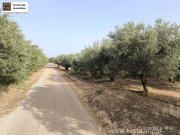 Timpaki Klima Kreta Timbaki außergewöhnliches Baugrundstück Meer- und Bergblick Grundstück kaufen